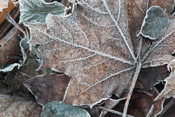 Foglie autunnali con brina — Foto Stock