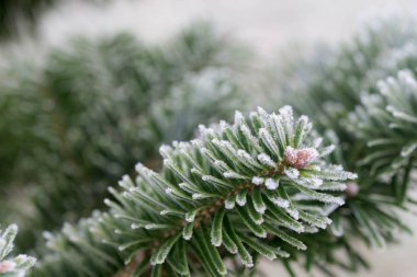 hoarfrost makro altında Ladin dal