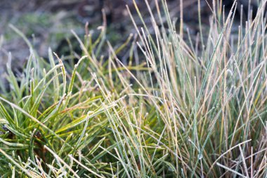 hoarfrost altında çimen 