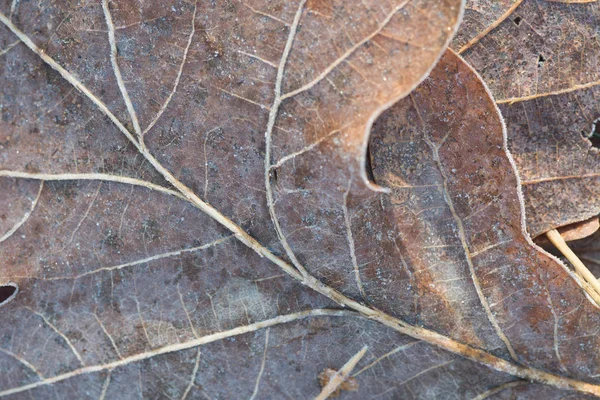 Folhas secas caídas cobertas de geada — Fotografia de Stock