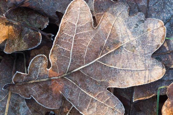 Lehullott száraz levelek fedett Dér — Stock Fotó