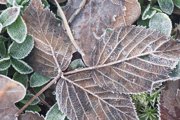  leaves covered with hoarfrost