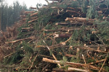kesilmiş ağaç günlükleri yığını