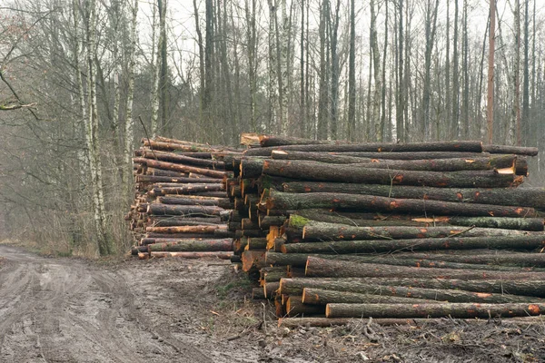 Cumulo di tronchi d'albero tagliati — Foto Stock