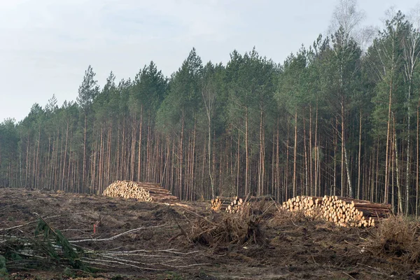 Cumulo di tronchi d'albero tagliati — Foto Stock
