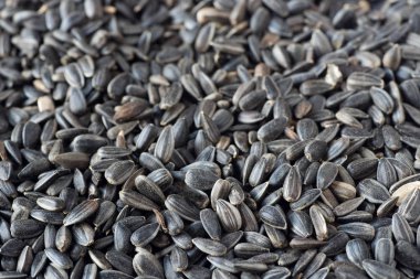 ayçiçeği tohumu makro