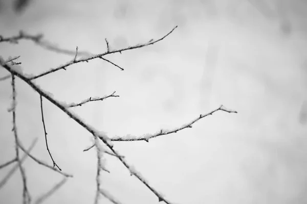 나뭇가지 매크로에 눈 — 스톡 사진