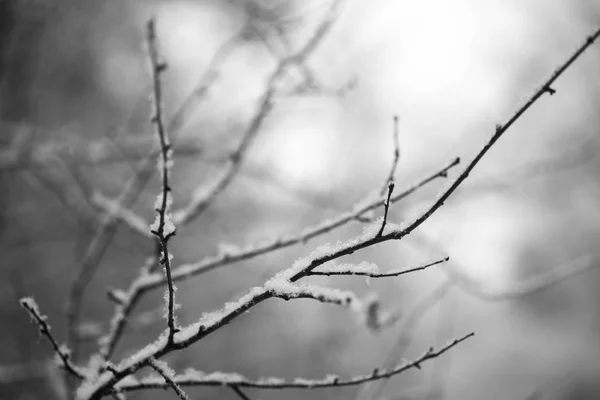 Schnee auf Zweigen — Stockfoto