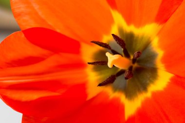 kırmızı lale çiçek makro