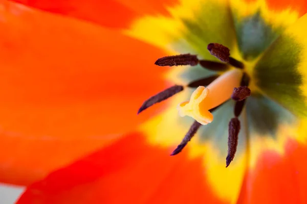 Red tulip flower macro — Stock Photo, Image