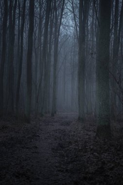 alacakaranlık karanlık ormanda 