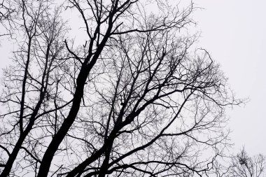 çorak ağaç dalları gökyüzü sisli sabahı karşı