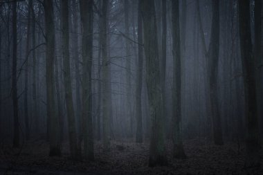 alacakaranlık karanlık ormanda 