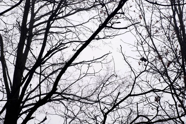 Branches d'arbres stériles contre le ciel le matin brumeux — Photo