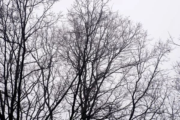 Barren tree branches against sky on foggy morning — Stock Photo, Image