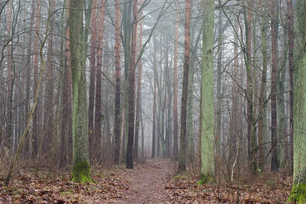 Fußweg im nebligen Herbstwald — Stockfoto