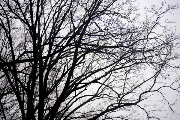 Holé větve stromů proti obloze na mlhavé ráno — Stock fotografie