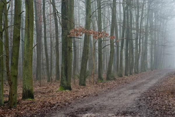 Gyalogút a Ködös őszi erdő — Stock Fotó