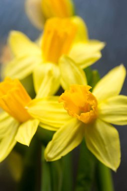 Nergis sarı bahar çiçekleri portre