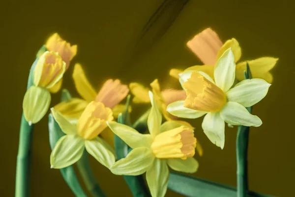 Narcisos amarillo primavera flores primer plano —  Fotos de Stock