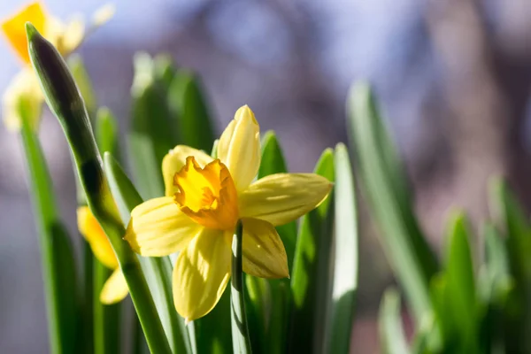Daffodils yellow spring flowers closeup — Stock Photo, Image