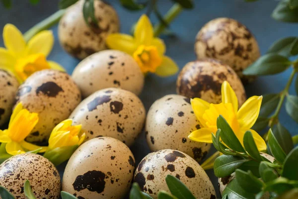 Decoración de Pascua con huevos de codorniz y narcisos —  Fotos de Stock