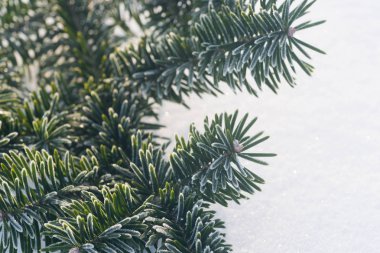 Ladin dal hoarfrost ile kaplı 