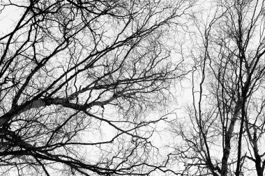 çorak huş ağacı dalları gökyüzü karşı