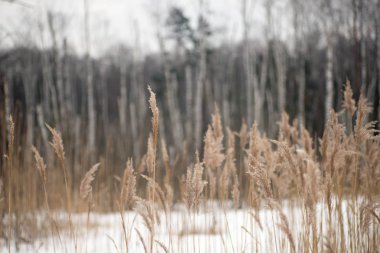 Kış peyzaj huş ağacı orman 