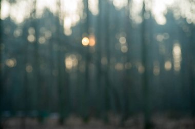 ufuk orman arka plan bulanık 