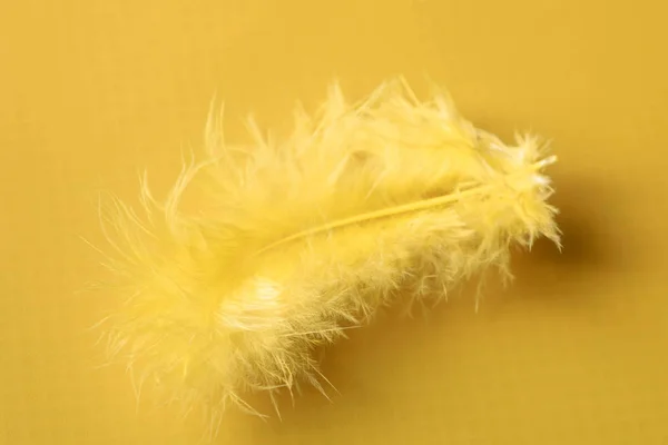 Желтое перо на желтом фоне — стоковое фото