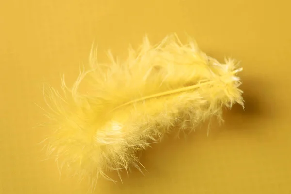 Piuma gialla su sfondo giallo — Foto Stock