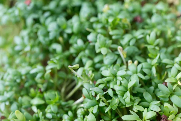 Fresh green cress leaves — Stock Photo, Image