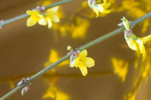 Yellow forsythia flowers macro — Stock Photo, Image