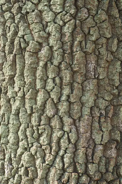 오래 된 오크 나무 껍질 질감 배경 — 스톡 사진