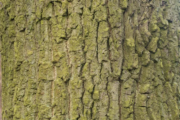 老橡木树皮纹理背景 — 图库照片