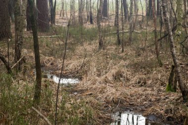 Polonya'da bataklık ormanı 