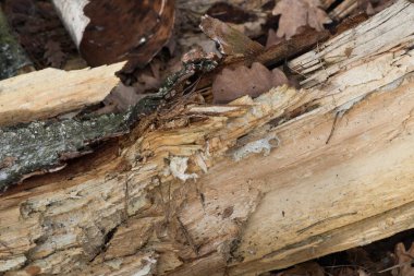 çürük huş ağacı closeup