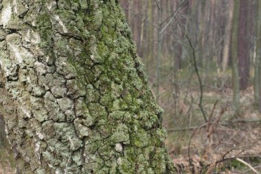 eski huş kabuğu doku arka plan 