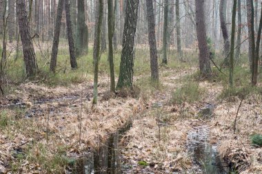 Polonya'da bataklık ormanı 
