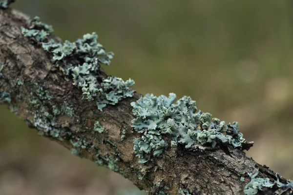 Lichen hypogymnia physodes sur branche d'arbre — Photo