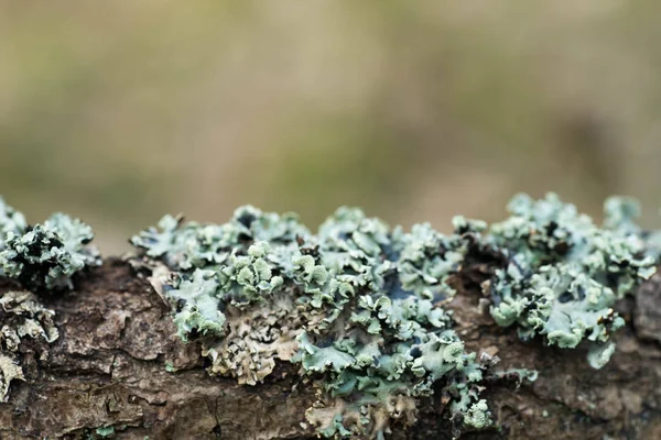 Lichen hypogymnia physodes sur branche d'arbre — Photo