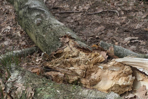 Fallen ruttna Björk träd — Stockfoto