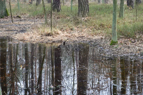 Болото лісу в Польщі — стокове фото
