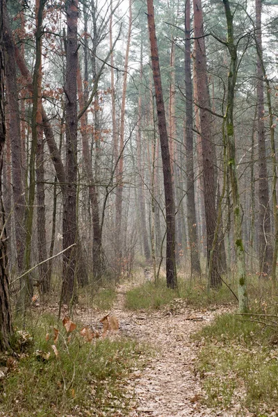 Traject in dennenbos — Stockfoto