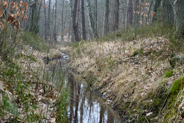 Zanja de riego en el bosque —  Fotos de Stock