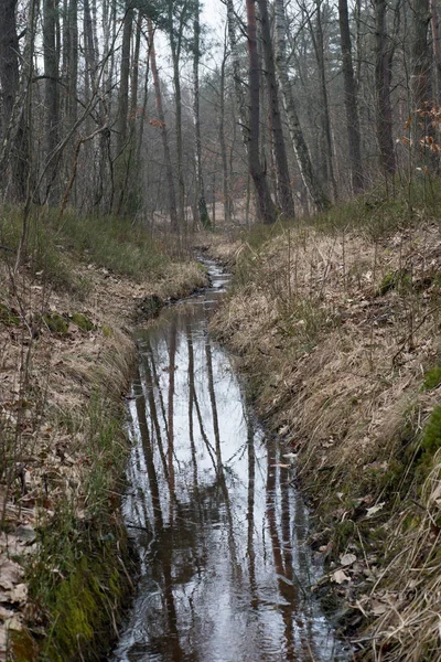 Fosso di irrigazione nella foresta — Foto Stock