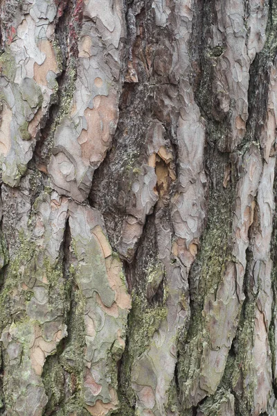 Old pine  bark texture background Royalty Free Stock Photos