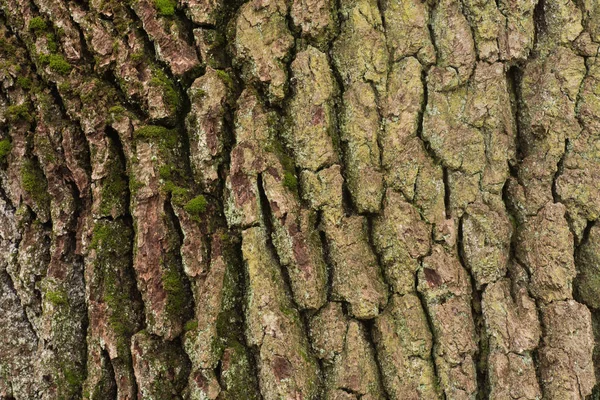 Staré dubové kůry textury pozadí — Stock fotografie