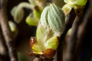 Bahar kestane ağacı bud makro 